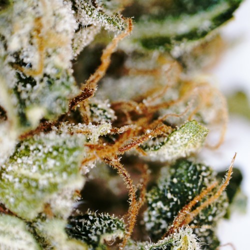 Strawberry Candy trichomes