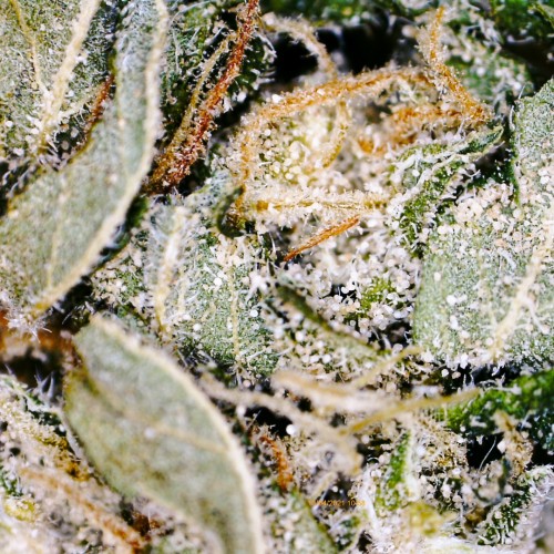 Strawberry Candy trichome