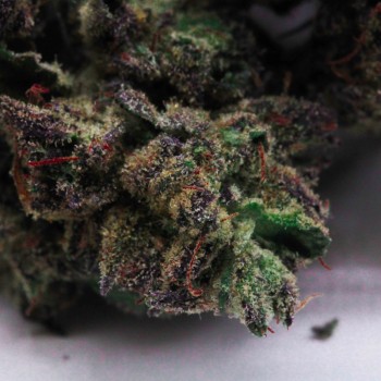 PURPLE PUNCH - SMALL BUDS