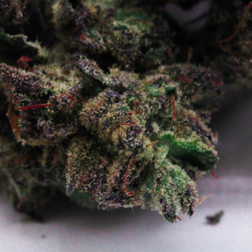 PURPLE PUNCH - SMALL BUDS