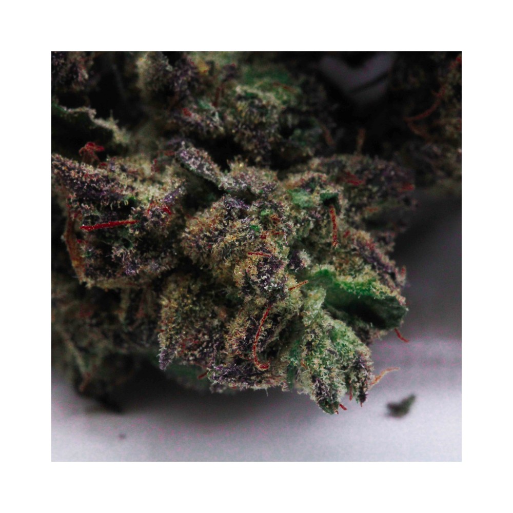 PURPLE PUNCH - SMALL BUDS