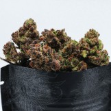 PURPLE PUNCH -  zoom