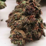 PURPLE PUNCH