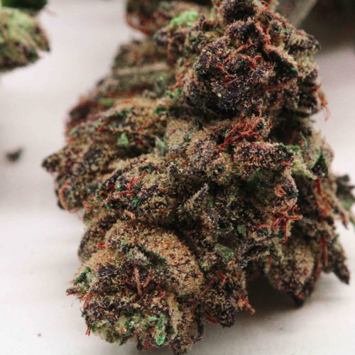 PURPLE PUNCH