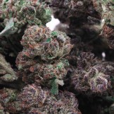 PURPLE PUNCH SMALL BUDS
