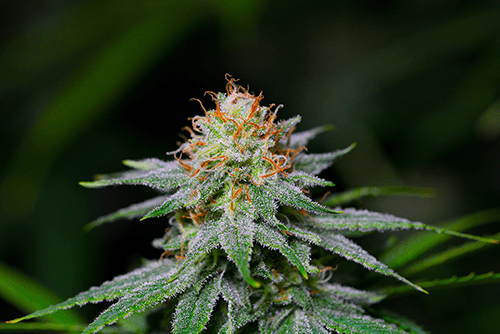 Fleurs de cannabis CBD CBD