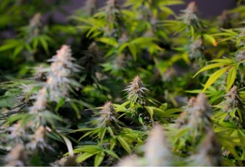Le CBD : petit tour d'horizon